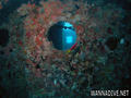 foto de buceo