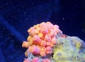 foto de buceo