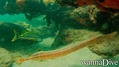 foto de buceo