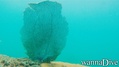 foto de buceo