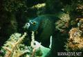 foto de buceo