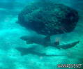foto de buceo