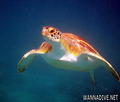 foto de buceo