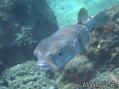 foto de buceo