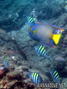 foto de buceo