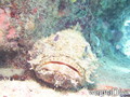 foto de buceo