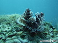 foto de buceo