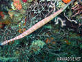 foto de buceo