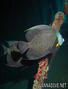 foto de buceo
