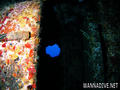 foto de buceo