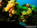 foto de buceo