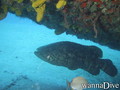 foto de buceo