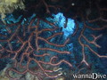 foto de buceo
