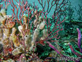 foto de buceo