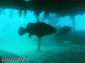foto de buceo