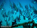 foto de buceo