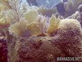 foto de buceo