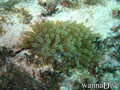 foto de buceo