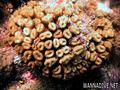 foto de buceo