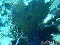 foto de buceo