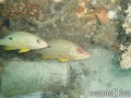 foto de buceo