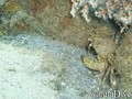 foto de buceo
