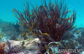 foto de buceo