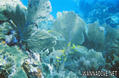 foto de buceo