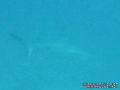 foto de buceo