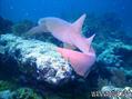 foto de buceo