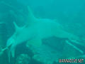 foto de buceo