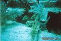 foto de buceo