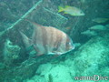 foto de buceo
