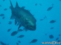 foto de buceo