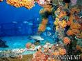 foto de buceo