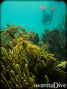 foto de buceo