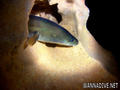 foto de buceo