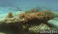 foto de buceo