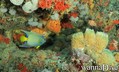 foto de buceo