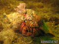 foto de buceo