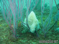 foto de buceo