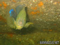 foto de buceo