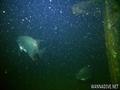 foto de buceo