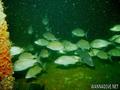 foto de buceo