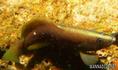 foto de buceo