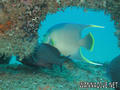 foto de buceo