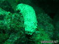 foto de buceo