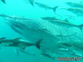 foto de buceo