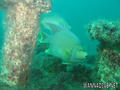 foto de buceo