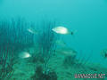 foto de buceo